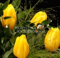 wiazanka-pogrzebowa-zolte-tulipany_1.jpg